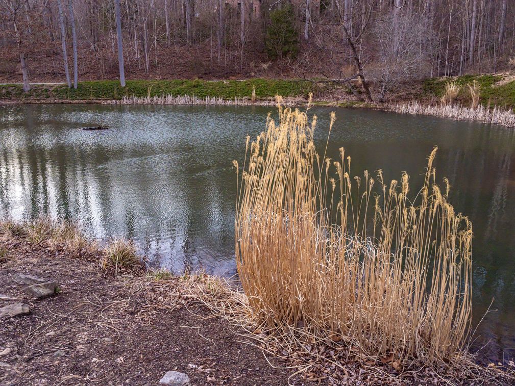 poplar-ridge-at-twilight-1